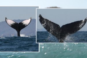 The Shocking Decline of Humpback Whales in the North Pacific