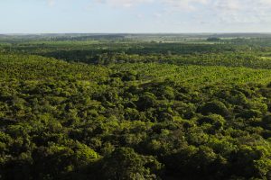 Apple's Restore Fund Takes Root: Cultivating a Greener Future in the Atlantic Forest