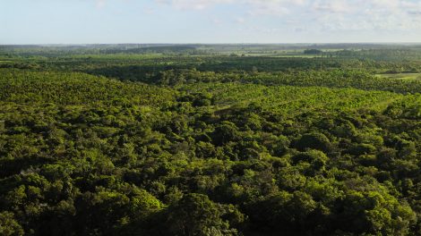 Apple's Restore Fund Takes Root: Cultivating a Greener Future in the Atlantic Forest