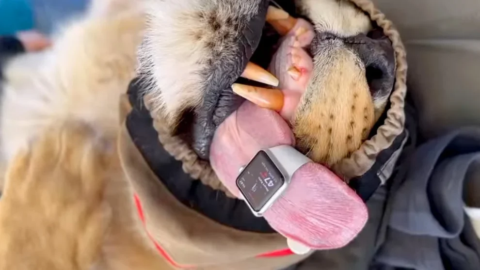 Wild at Heart: Vet Uses Apple Watch in Innovative Lion Health Monitoring (Video)