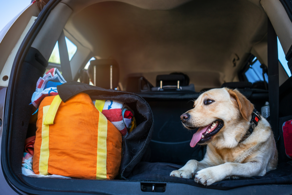 Pet-Friendly Car Travel Guides