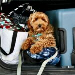 Pet-Friendly Car Travel Guides