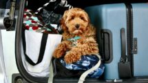 Pet-Friendly Car Travel Guides