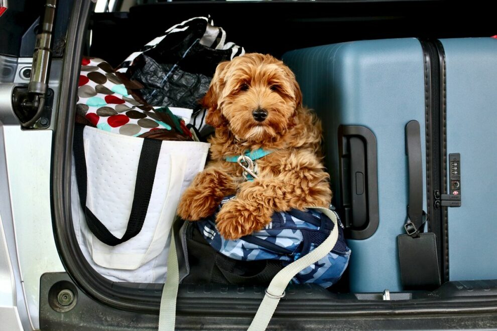 Pet-Friendly Car Travel Guides